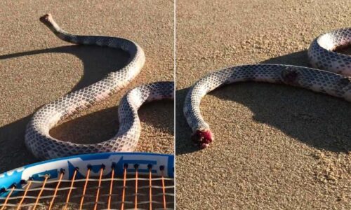 Australian Attacked By Headless Snake On Deserted Beach - Watch N Read